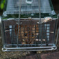 2x Rat Trap Cage Small Live Animal Pest Rodent Mouse Control Catch Hunting Trap