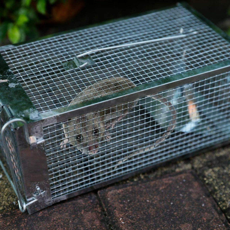 https://www.iomu.com/15057-large_default/2x-rat-trap-cage-small-live-animal-pest-rodent-mouse-control-catch-hunting-trap.jpg