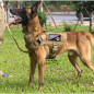 Tactical Dog Vest Harness – Military K9 Dog Training Vest –Working Dog+Flag